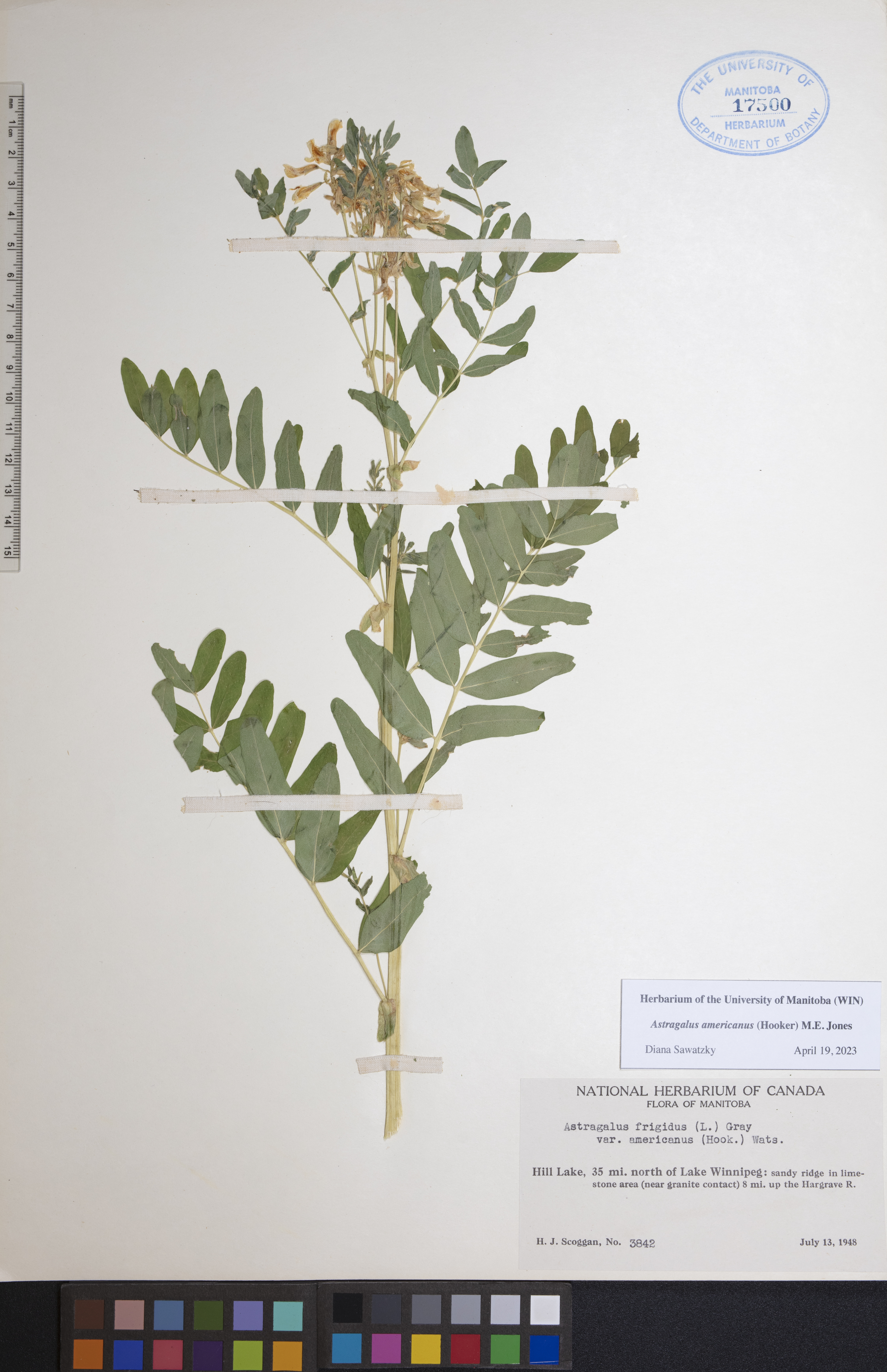 Astragalus americanus image